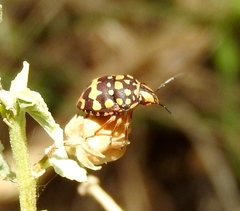 Orsilochides scurrilis