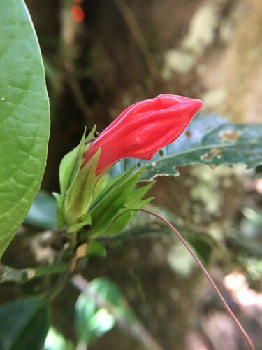 Ruellia affinis, photograph 4