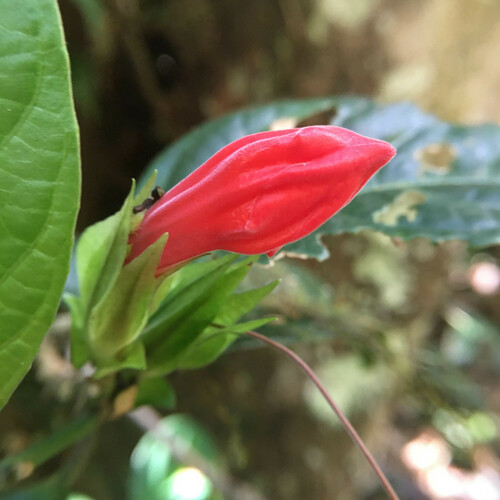 Ruellia affinis, photograph 2