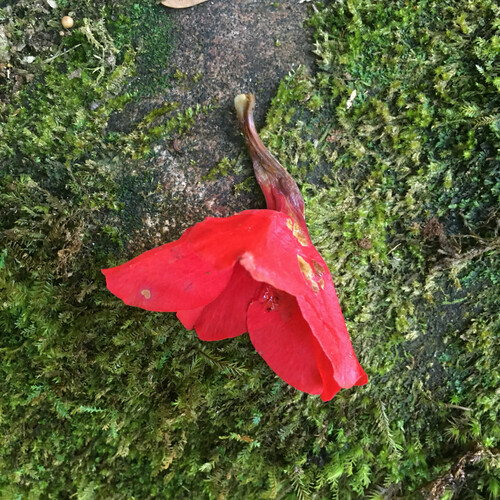 Ruellia affinis, photograph 3