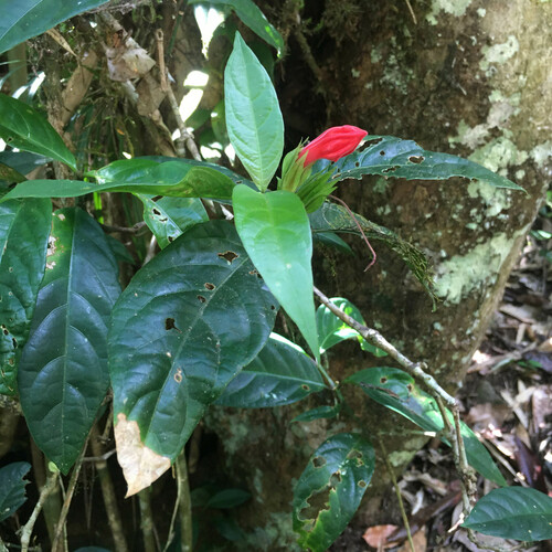 Ruellia affinis, photograph 1
