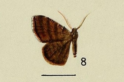 Cyclomia fumaria