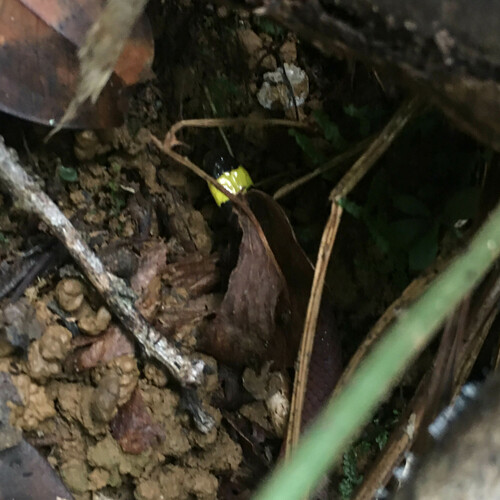 Minas Gerais Snake