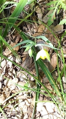 Calochortus pulchellus