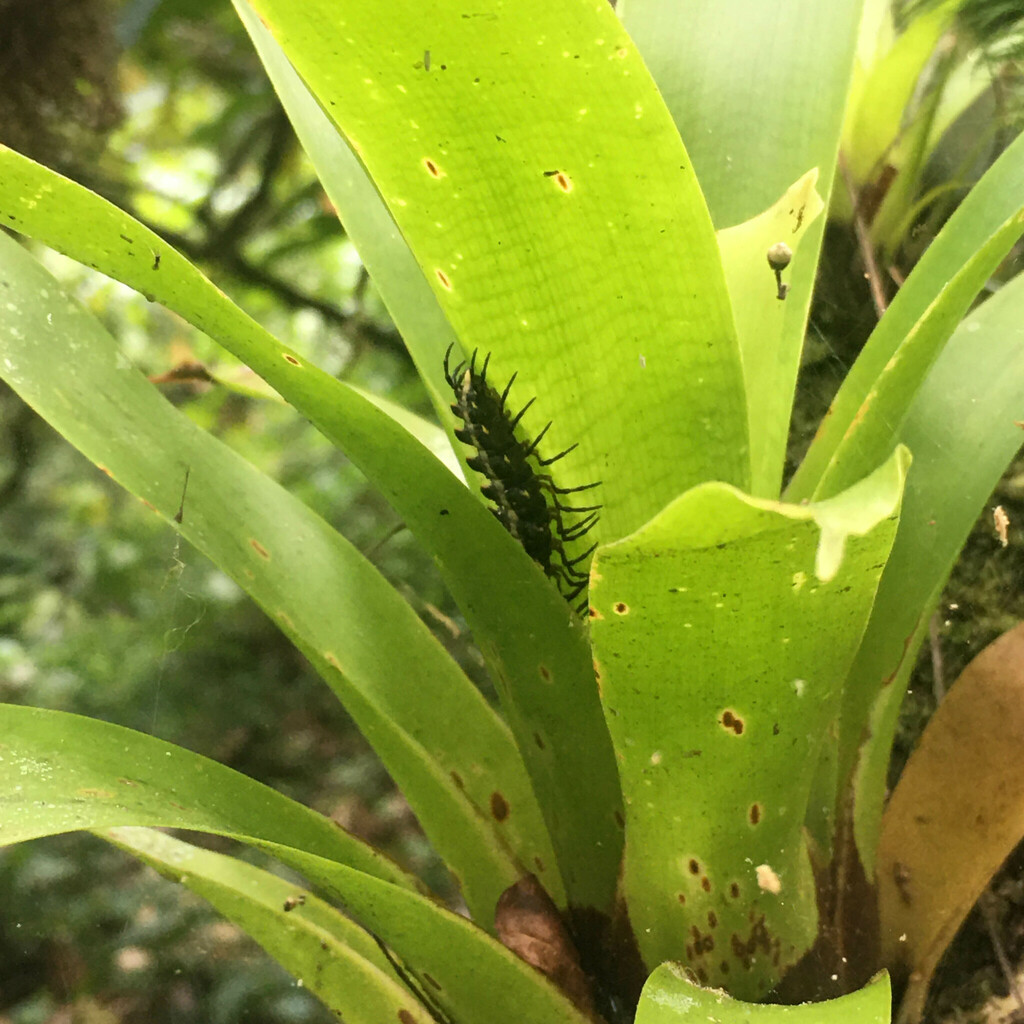 Atlantodesmus pintoi