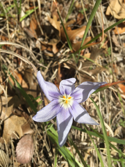 Nemastylis geminiflora