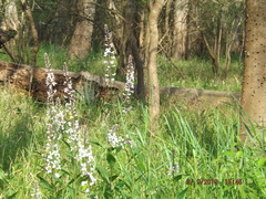 Iodanthus pinnatifidus