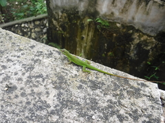 Anolis chlorocyanus
