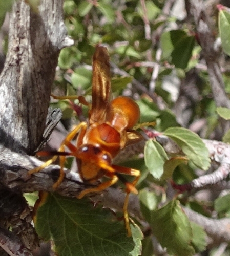 Kaibab Paper Wasp photo 4