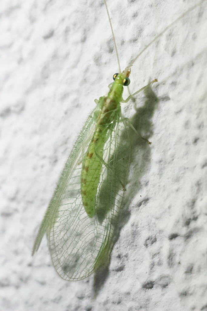 Chrysoperla carnea
