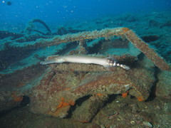 Aulostomus strigosus
