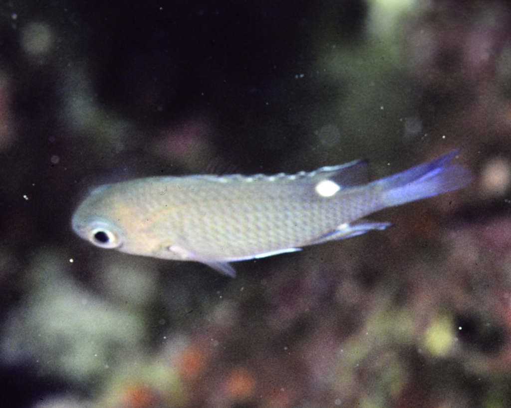 Twinspot chromis