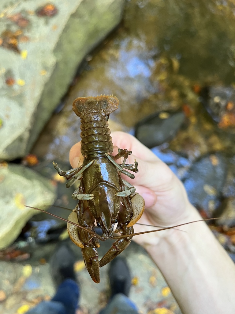 Variable Crayfish from William B. Umstead State Park, Raleigh, NC, US ...