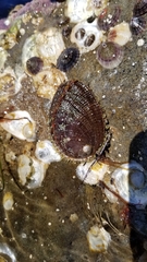 Haliotis fulgens