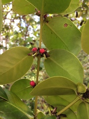 Salzmannia nitida