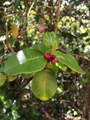 Salzmannia nitida