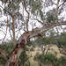 Eucalyptus rubida rubida - Photo (c) Wayne Martin, some rights reserved (CC BY-NC), uploaded by Wayne Martin