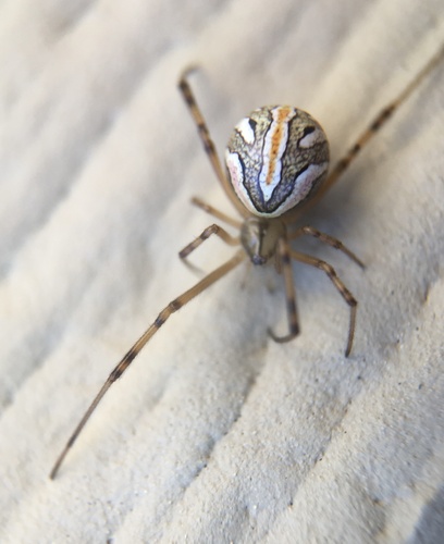 Western Black Widow, photo 3 of 10