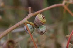Eucalyptus rubida rubida