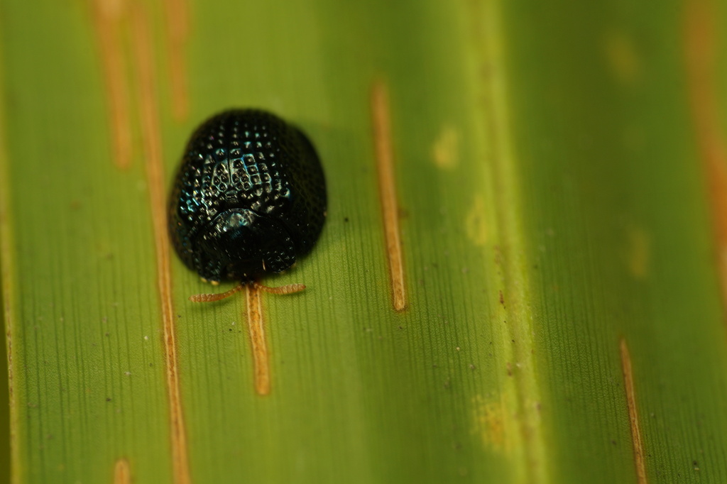 Palmetto Tortoise Beetle from Larry and Penny Thompson Park, FL, USA on ...