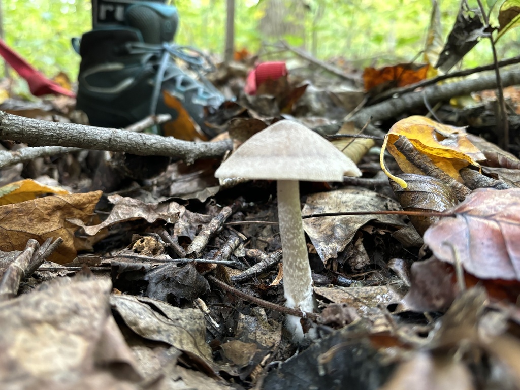 Agaricineae from Clarence Schock Memorial Park at Governor Dick ...