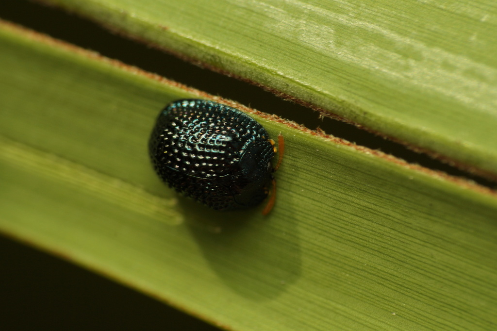 Palmetto Tortoise Beetle from Larry and Penny Thompson Park, FL, USA on ...