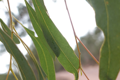 Eucalyptus rubida rubida