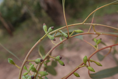 Eucalyptus rubida rubida
