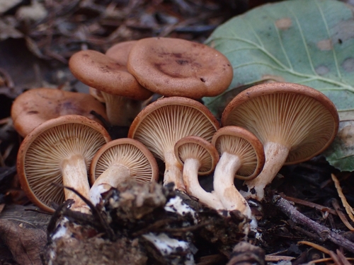 tawny funnel cap