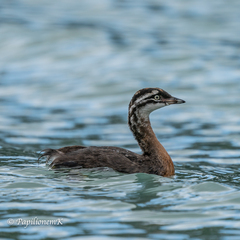 New Zealand Grebe photo 2