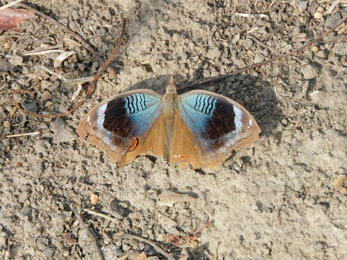 African Pansy