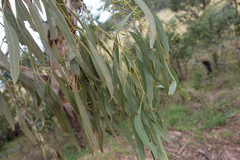 Eucalyptus rubida rubida