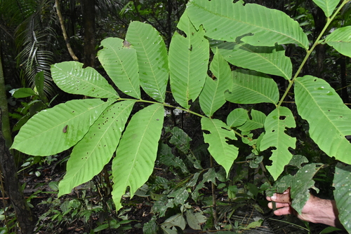 Trichilia pittieri