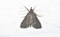 Proternia philocapna