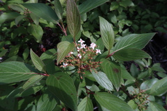 Cornus sericea sericea