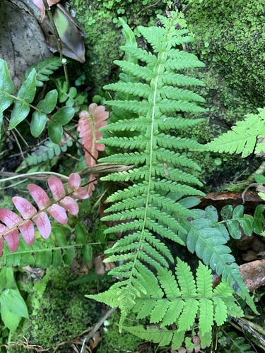 Amauropelta rheophyta