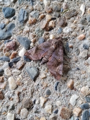 Acosmeryx anceus anceus