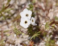 Leptosiphon chrysanthus decorus