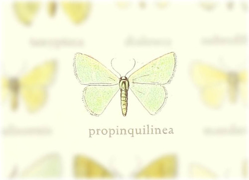 Neromia propinquilinea