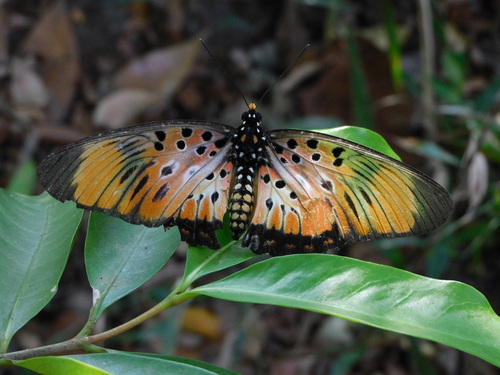 Eastern Boisduval's False Acraea