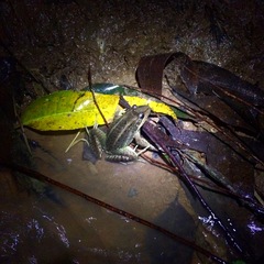 Leptodactylus paranaru