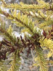 Arceuthobium pusillum