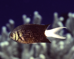 Chromis xanthura