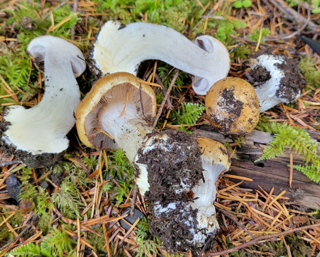 Phlegmacium sect. Glaucopodes