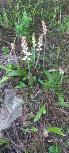Image of Lachenalia peersii by (c) Adele SL, some rights reserved (CC BY)