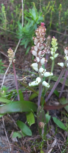 Image of Lachenalia peersii by (c) Adele SL, some rights reserved (CC BY)