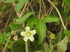 Cayaponia podantha