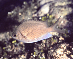 Chromis