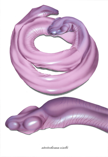Penis Snake (Atretochoana eiselti) · iNaturalist