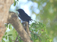Melaenornis pammelaina ater